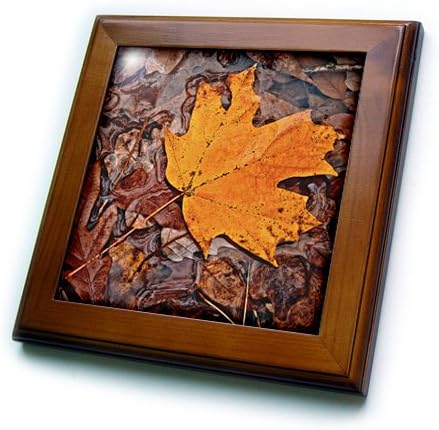 3dRose ft_12681_1 плочки в рамка от есенни листа, с размери 8 на 8 см