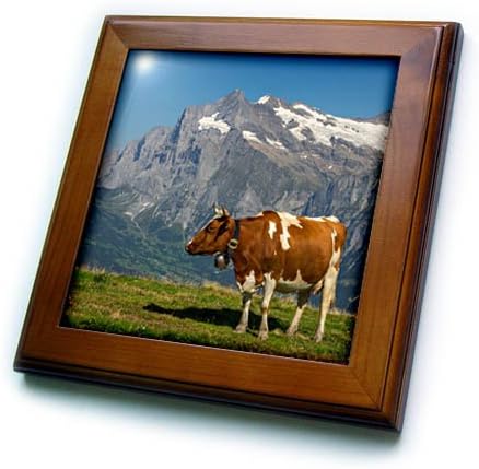3dRose Швейцария, кантон Берн, Лишайник Манна, Швейцарска Крава в алпийски Рамка, Теракот в рамка, 6 x 6